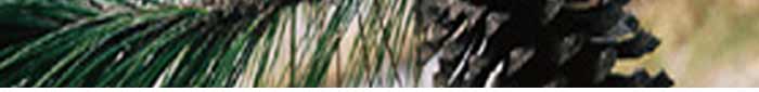 Whispering Pine Funeral Home - for all your funeral needs.